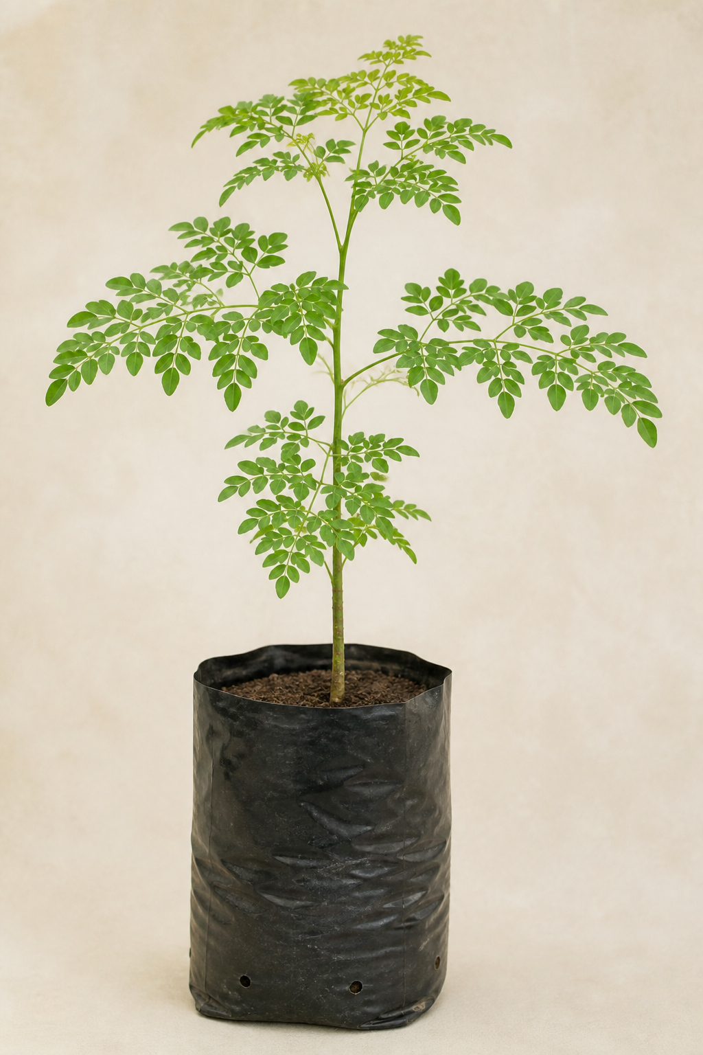 Moringa Plant